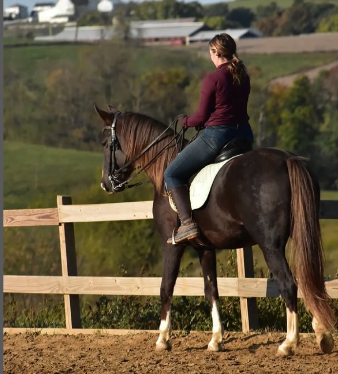 horse training and riding lessons 